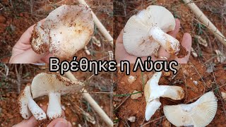 Την βρήκα Russula ilicis [upl. by Daniela64]