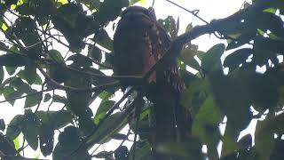 Large Frogmouth Batrachostomus auritus Way Kambas Sumatra Indonesia 30 July 2024 12 [upl. by Orme]