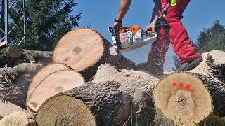 Holzfforma G660 vs Stihl MS 500i vs Stihl MS 462 [upl. by Orozco326]