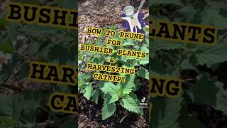 How do you get bushier plants catnip pruning gardening [upl. by Arlana129]