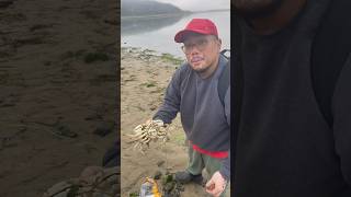 Crabbing Lesson Female Dungeness Crab Oregon Coast dungeness crabbing fishing seafood usa [upl. by Blodget]