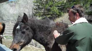 Reach Out to Horses  Reiki energy healing for horses at Bitterroot Ranch [upl. by Annayad]