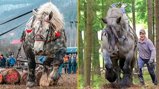 The Strongest Horses In the World Draft Horses [upl. by Heilner370]