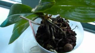 Neem oil for Virus infected orchid [upl. by Danielson]