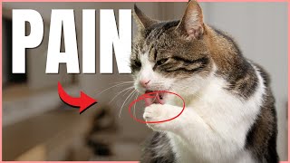 6 Ways to Tell If Your Cat is Secretly in Pain 💔 [upl. by Amadus]