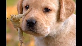 Labrador Retriever Caratteristiche di razza [upl. by Eenoj787]