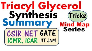 Triacyl glycerol synthesis and biochemistry  Triglycerides TAGs [upl. by Norej]