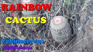 Plant Traveller Rainbow Cactus Echinocereus rigidissimus in habitat [upl. by Shanda813]