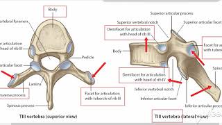 Typical Thoracic vertebrae 2 [upl. by Daht]