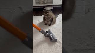 Anyone with a cat knows how’s this works when vacuuming vacuumingcatfunny [upl. by Skrap827]