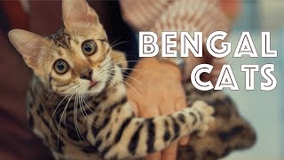 Bengal Cats at a TICA Cat Show [upl. by Sahpec]