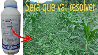 Herbicida nicosulfuron no milho 1051 aos 25 dias de plantado [upl. by Seibold]