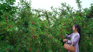 Asian Mulberry Fruit Harvesting It Can Be Used as a Dye or as a Delicacy [upl. by Aizat]