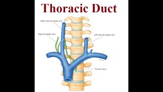 Revolutionizing Chylothorax Treatment  Thoracic Duct  2024 [upl. by Nylirem]