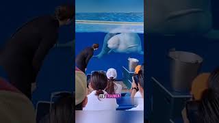 102 The Amazing Bond White Irrawaddy Dolphin and Her Trainer animalfriendship dolphindance [upl. by Dnalyk]