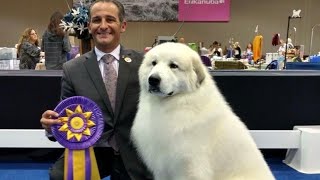 THE PYRENEAN MOUNTAIN DOG  DANGEROUS OR PROTECTOR  Great Pyrenees [upl. by Onairpic283]