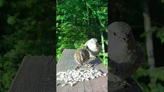 Sparrow Feeds Cowbird Chick Parasite [upl. by Notliw509]