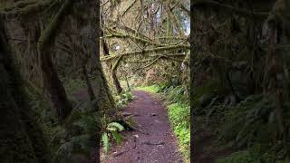 📍Quinault Rainforest Olympic National Park Washington 📝 When visiting Olympic National Park in [upl. by Wolpert]