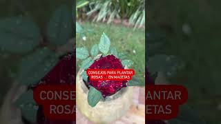 Plante rosas en macetas [upl. by Akirehc248]