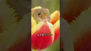 オオアシトビネズミ harvestmouse flower mouse [upl. by Ojibbob979]