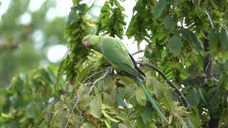 Parakeet eating hornbeam fruit [upl. by Tailor758]