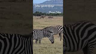 Plains Zebra VS Grevy Zebra at Kenya read the differences below ⬇️ [upl. by Mita18]