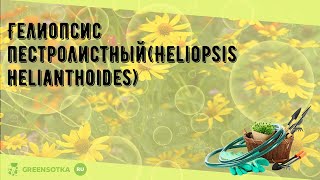 Гелиопсис пестролистныйHeliopsis helianthoides [upl. by Eenehs]