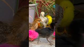 Funny Black Baby Hen 😆😂😂😂 Colored Chicken Kids 🐥 kids kidsvideo shorts [upl. by Ferne]