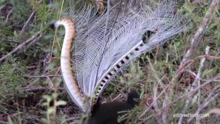 The calls and dance of the Superb Lyrebird [upl. by Kered]