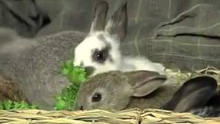 How to Take Care of Your Bunny Petco [upl. by Inor]