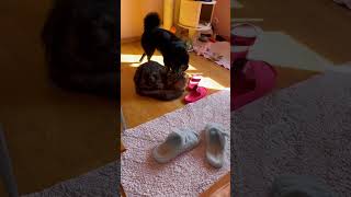 Schipperke vs cat [upl. by Donavon]