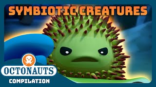 Octonauts  🦀 Symbiotic Creatures 🐋  Back to School Special  Full Episodes [upl. by Gibb]