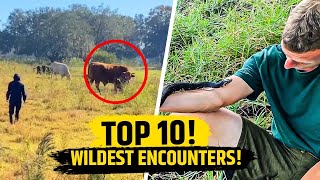 TOP 10 Wildest Animal Encounters [upl. by Akemehs]