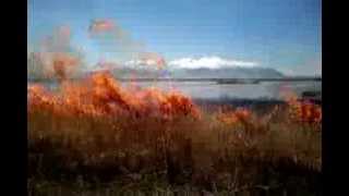 Burning Phragmites [upl. by Lednahc]