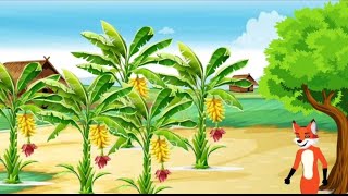 বাঘ মামা আর শেয়াল মামার কলা বাগান তৈরি banglacartoonthakurmarjhuli foxcartoonbangla animation [upl. by Asiret]