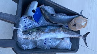 Greater Jacksonville Kingfish tournament [upl. by Aruasi]