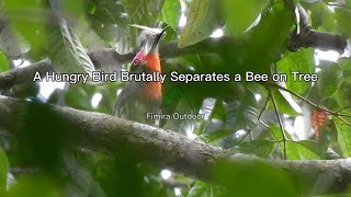 A Hungry Bird Brutally Separates a Bee on Tree  Real Angry Birds [upl. by Borlase]