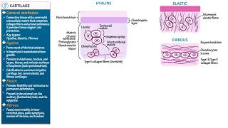 Cartilage Types amp Growth 2022 [upl. by Umberto424]