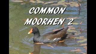 Common Moorhen 2 [upl. by Nimad]