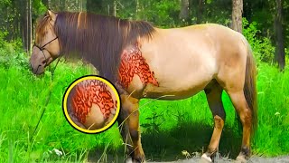 Farmer Noticed Horse Weird Spots Overnight Vet Was Shocked When He Discovered The Reason [upl. by Immak]