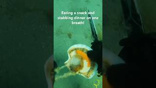 Eating scallops underwater spearfishing scallops [upl. by Allissa]