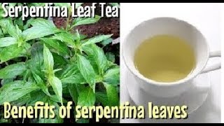 Serpentina Benefits Uses and Side Effects [upl. by Adolpho573]