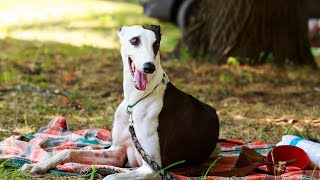 Getting to Know the Quiet and Affectionate Whippet [upl. by Hermine]