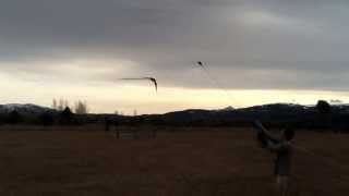 Lanner Falcon Stooping to Lure [upl. by Aihsemot546]