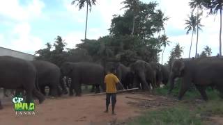 Pinnawala Elephant orphanage  Amazing videos of Wild Elephant  Wildlife  Animaux [upl. by Tallula]