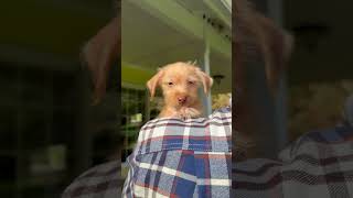 Video of adoptable pet named Maya a TerrierPoodle Mix Puppy [upl. by Arreis]