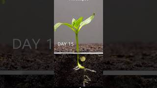 Growing red bell pepper plant  Time lapsegardening trending short [upl. by Enajyram]