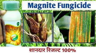 magnite fungicide । all crop use Azoxystrobin 182 Difenoconazole 114 SC  सबसे टॉप कवकनाशी [upl. by Erdnaid908]