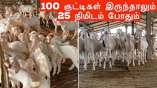 25 நிமிடத்தில் 100 குட்டிகளுக்கு பாலூட்டும் நேரலை [upl. by Sofie]