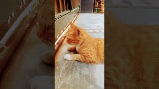 Mano full enjoy 🥳manostylecatshortsviral [upl. by Alma303]